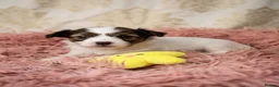 Papillon dogs for sale: Beautiful KC Registered Puppies - Only two left! - Advert 18