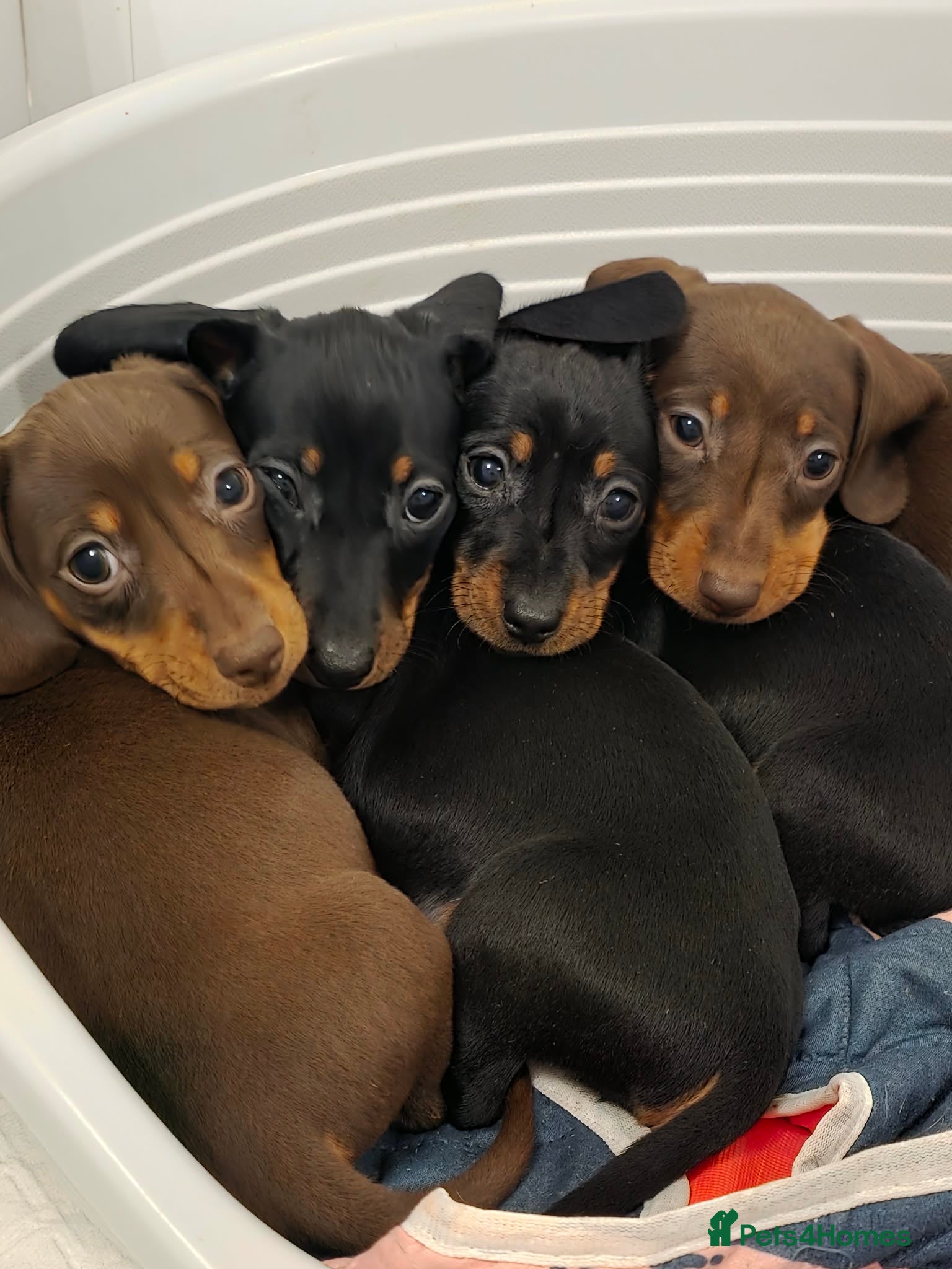 Miniature Dachshund dogs Mini dachshund pups ready to leave - Advert 3