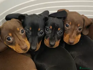 Miniature Dachshund dogs Mini dachshund pups ready to leave - Advert 3