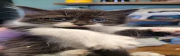British Longhair cats for sale: 3 adorable kittens  - Advert 4
