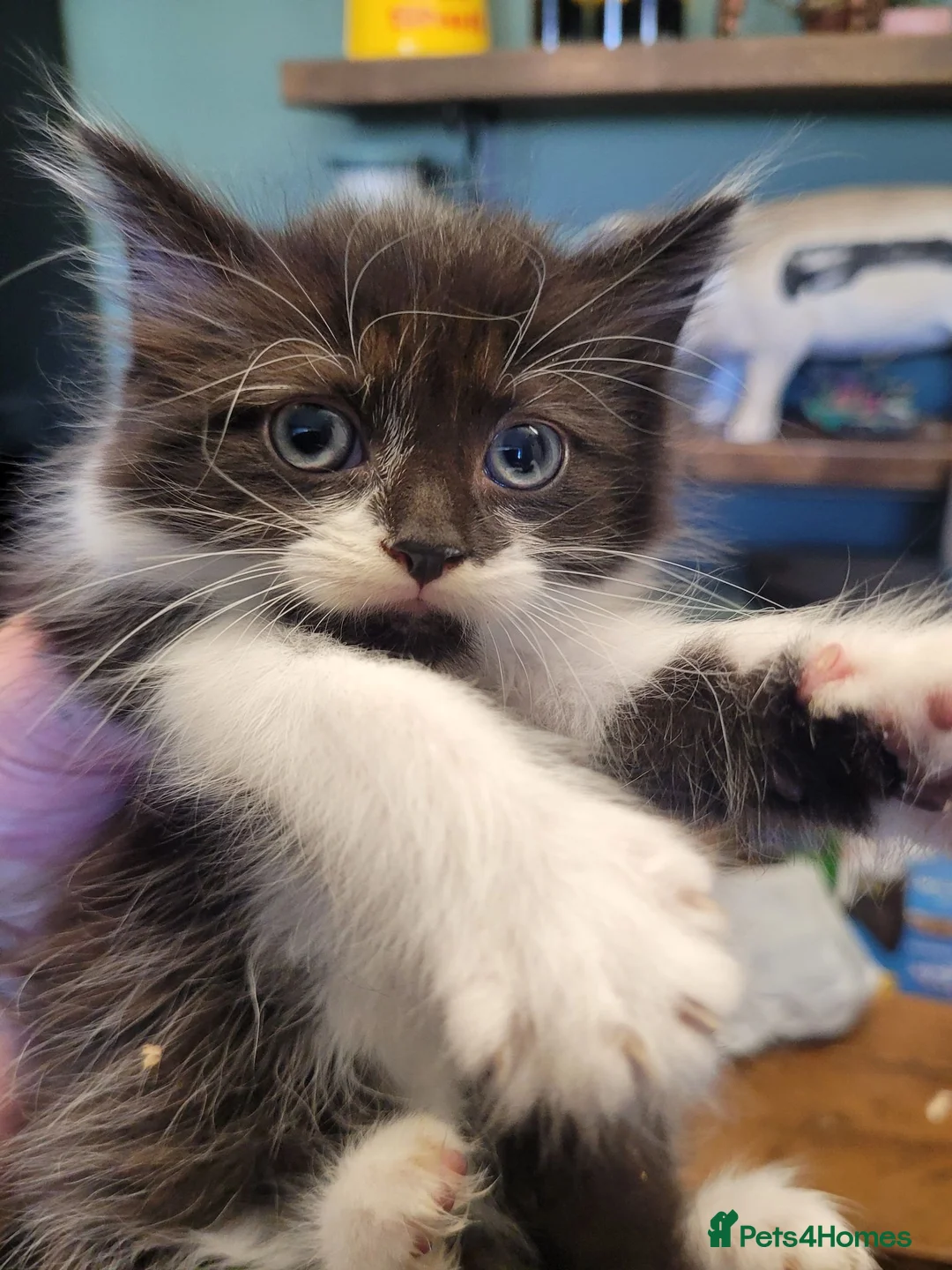 British Longhair cats for sale: 3 adorable kittens  - Advert 4