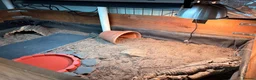 Tortoise reptiles for sale: Female Horsefield Tortoise with full set up - Advert 3
