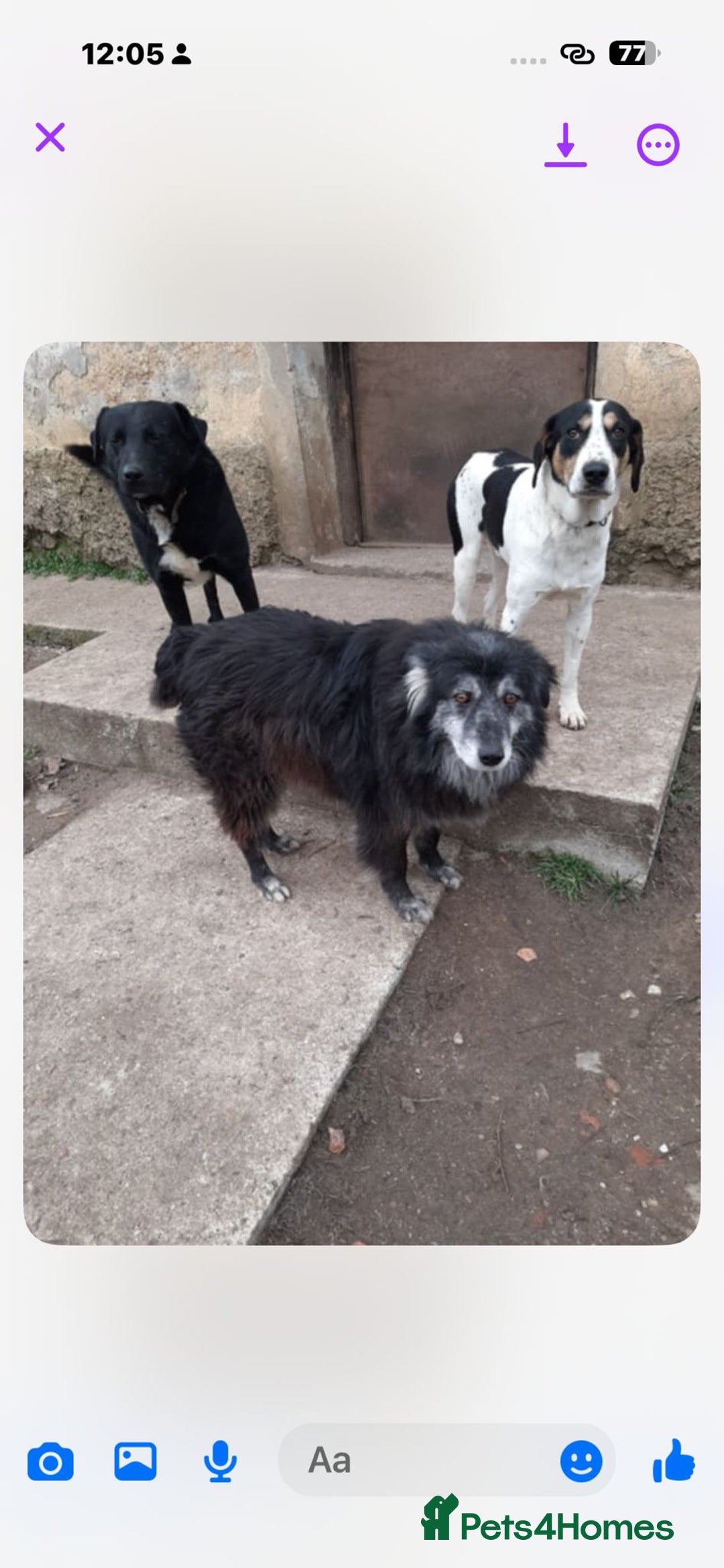 Mixed Breed dogs for adoption: Meet amazing MOOSE!!  - Advert 4