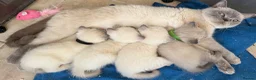 British Shorthair cats for sale: British shorthair colourpoint kittens  - Advert 1