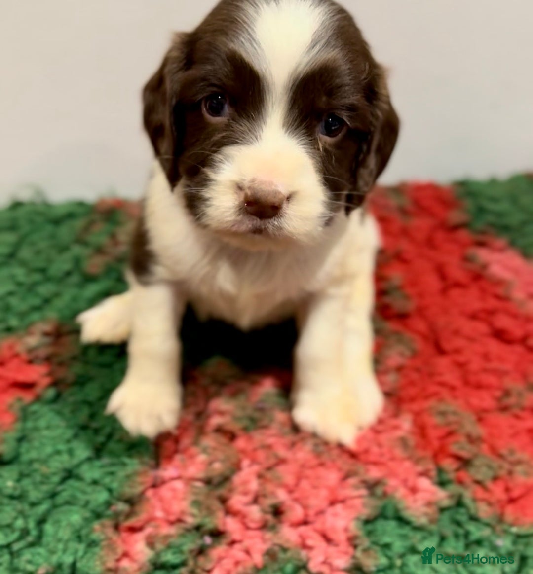 English Springer Spaniel dogs for sale: KC Working English springer spaniel puppies - Advert 7