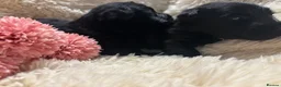 Scottish Terrier dogs for sale: Scottish terrier Puppies  - Advert 13