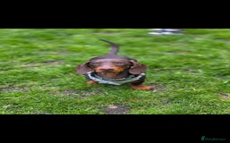 Miniature Dachshund dogs for stud: STUD ONLY  - Image 4