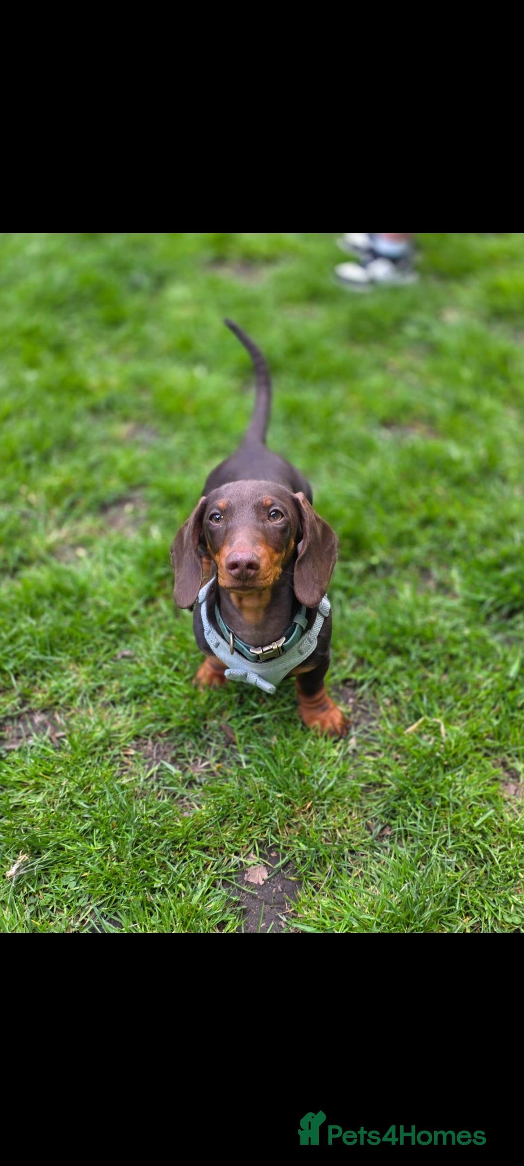Miniature Dachshund dogs for stud: STUD ONLY  - Image 4