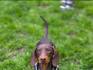 Miniature Dachshund dogs - Advert 24