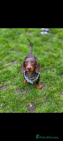 Miniature Dachshund dogs STUD ONLY - Advert 1