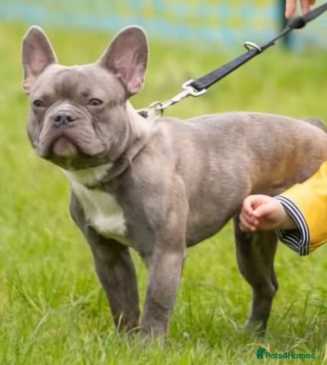 French Bulldog dogs French bulldog for stud ONLY - Advert 5