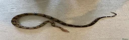 Boa Snake reptiles for sale: Boa Constrictor  - Advert 5