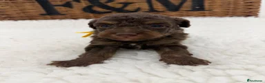 Toy Poodle 3