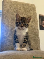 Domestic Shorthair cats - Advert 8