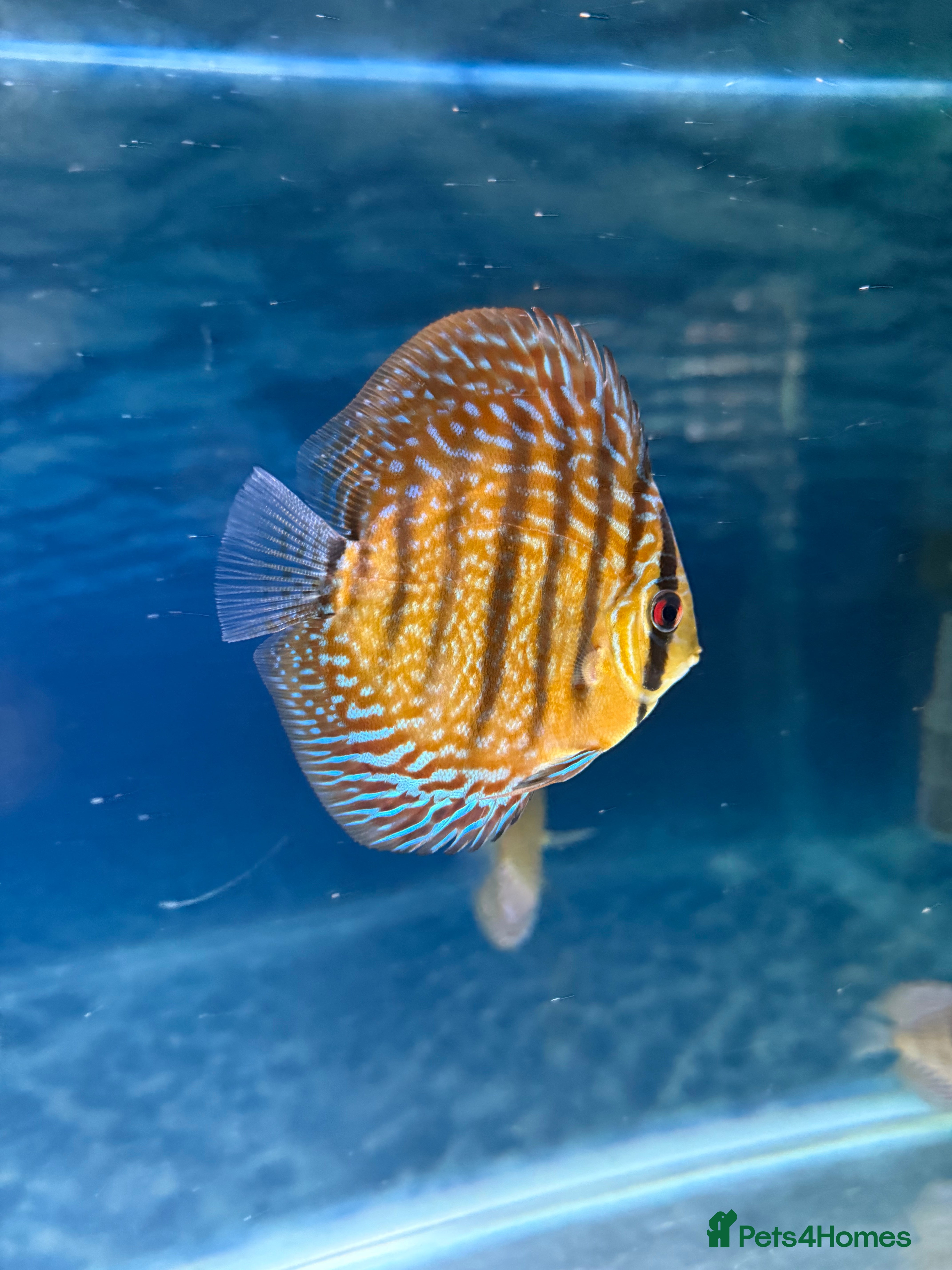 Discus fish Discus fish - Advert 1