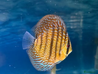 Discus fish Discus fish - Advert 2