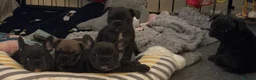 French Bulldog dogs for sale: French bulldog pups ready for forever homes.  - Advert 3