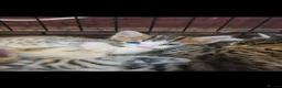 Bengal cats for sale: Beautiful Bengal cross boy - Advert 37