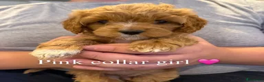 Pink collar girl 