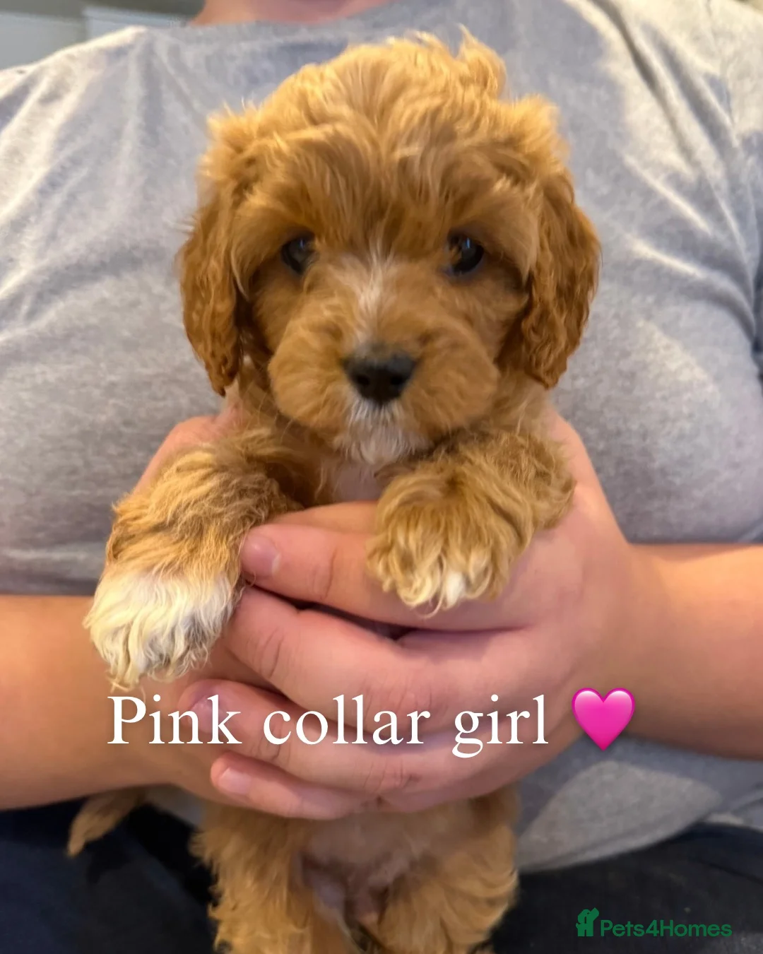 Cavapoo dogs for sale: F1 Cavapoo Puppies  in Cambridge - Advert 12
