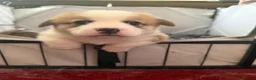Welsh Corgi Pembroke dogs for sale: Handsome KC Reg Pembroke Corgi Pups in Caerphilly - Advert 16