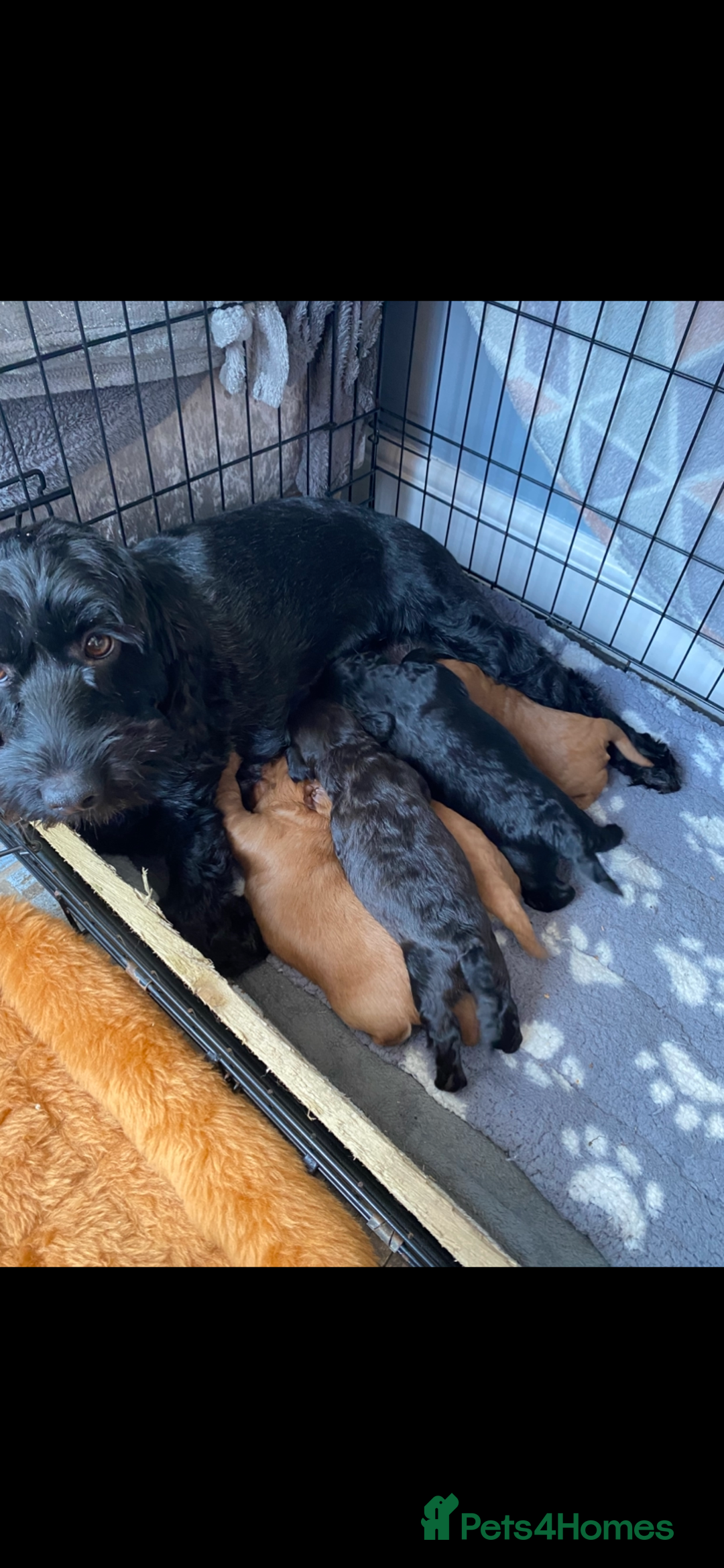 Cavapoo dogs for sale: Stunning cavapoo pups  - Advert 2