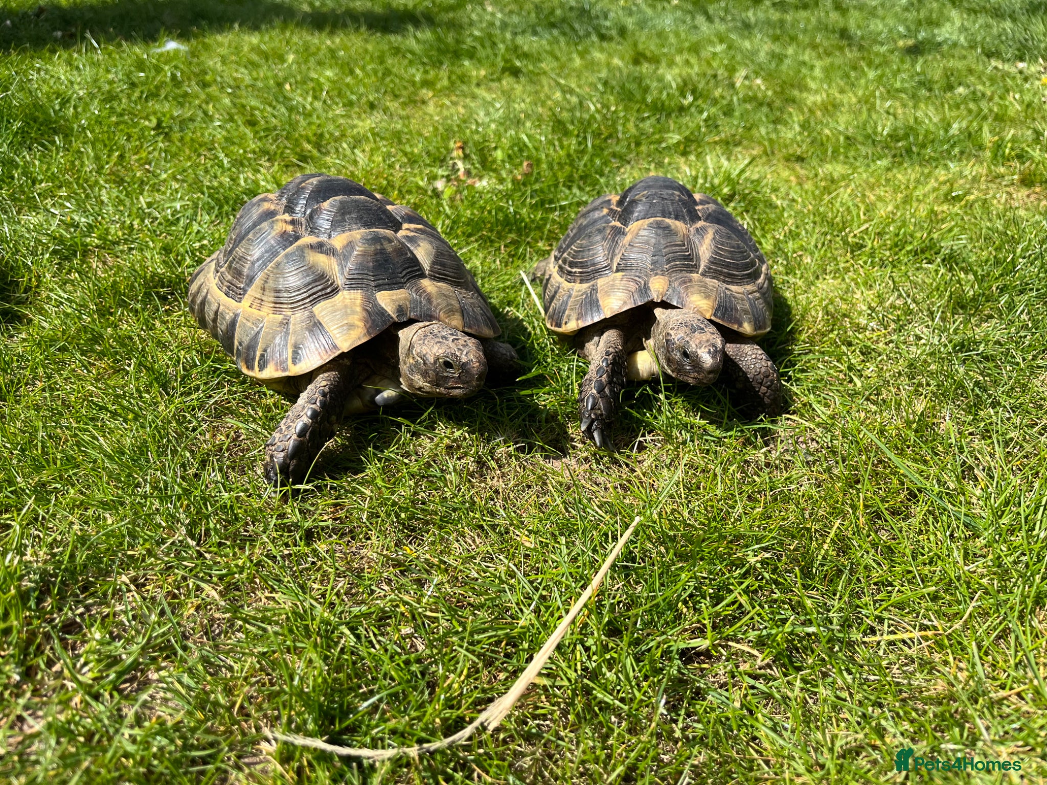 Tortoise reptiles Spurthigh tortoises  - Advert 20