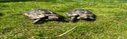 Tortoise reptiles for sale: Spurthigh tortoises  in Holt - Advert 2