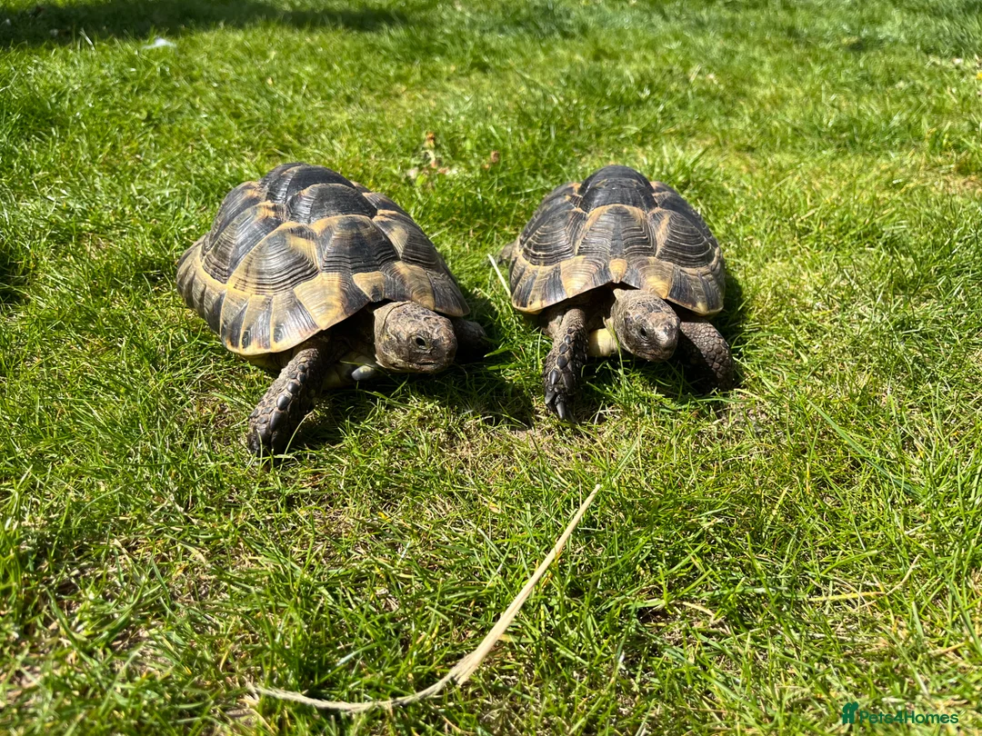Tortoise reptiles for sale: Spurthigh tortoises  in Holt - Advert 2