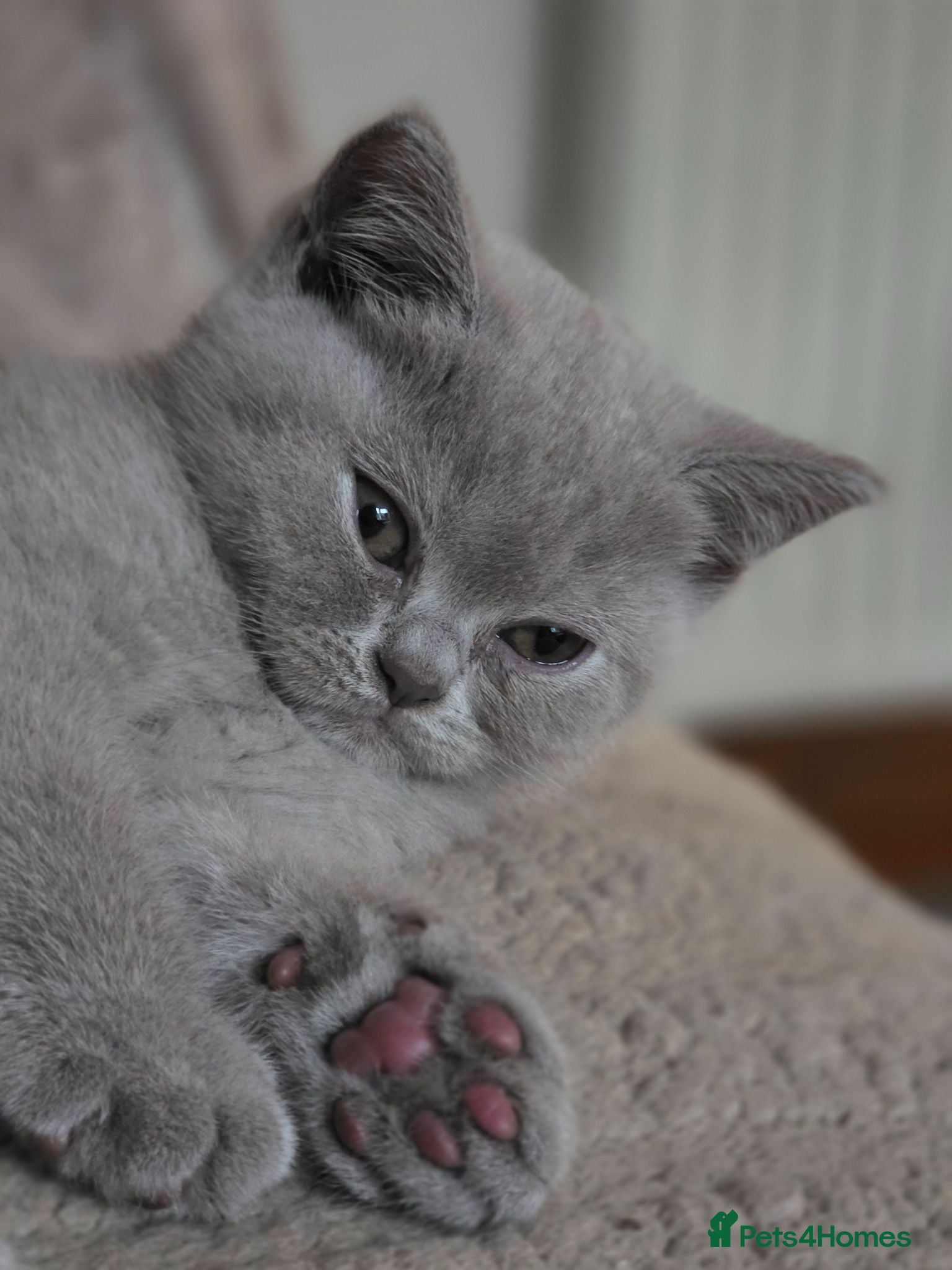 British Shorthair cats Stunning gccf lilac and chocolate females 🐾 - Advert 1