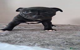 Staffordshire Bull Terrier dogs for sale: ‼️ReadyForCollection‼️Blue Staffie Puppies  in Tipton - Image 18
