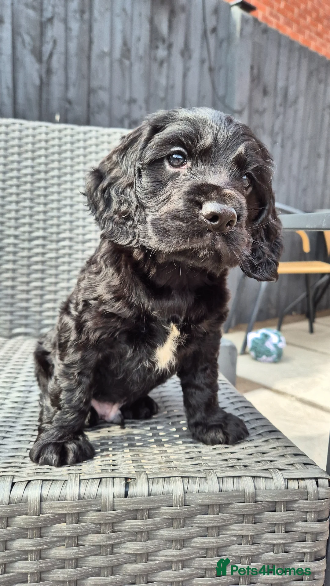 Cocker Spaniel dogs for sale: Gorgeous Cocker Spaniel  - Advert 2