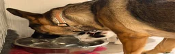 German Shepherd dogs for sale: German Shepherd Female, 2 and half years old in Corby - Advert 6
