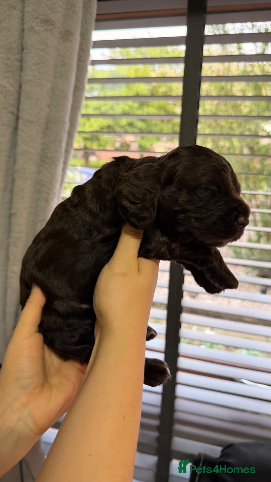 Cocker Spaniel dogs for sale: KC Reg Working Cocker Spaniel Pups ** 1 Boy Left** - Advert 33