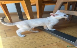 Bengal cats for sale: Beautiful Bengal kittens  in Cambridge - Image 5