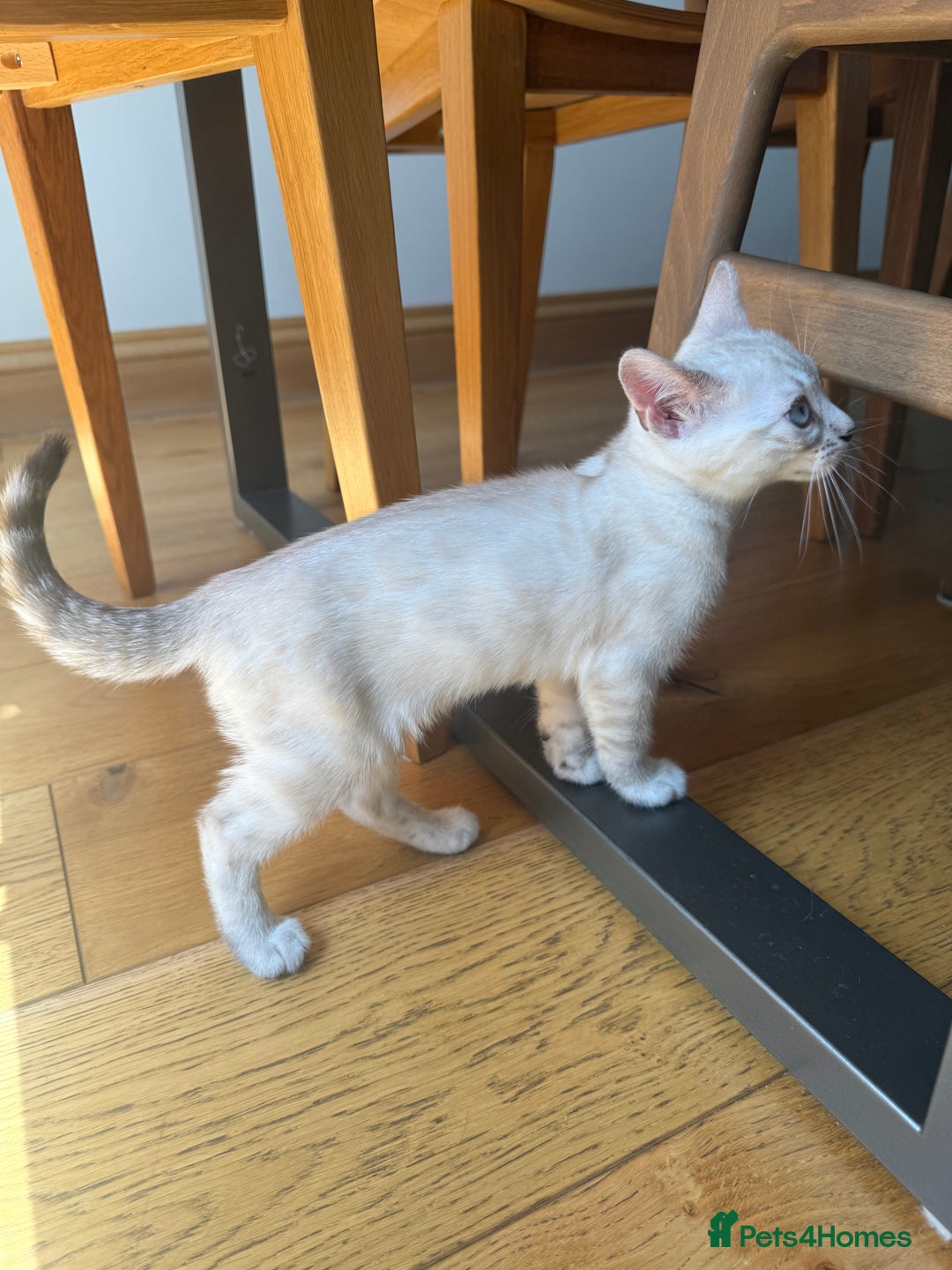 Bengal cats for sale: Beautiful Bengal kittens  in Cambridge - Image 5