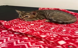 Mixed Breed cats for sale: Pixie bob mixed kittens - Image 17
