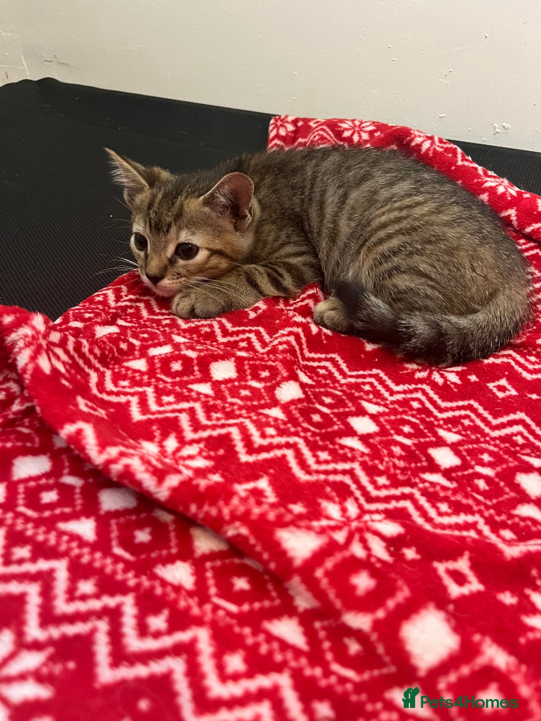 Mixed Breed cats for sale: Pixie bob mixed kittens - Image 17