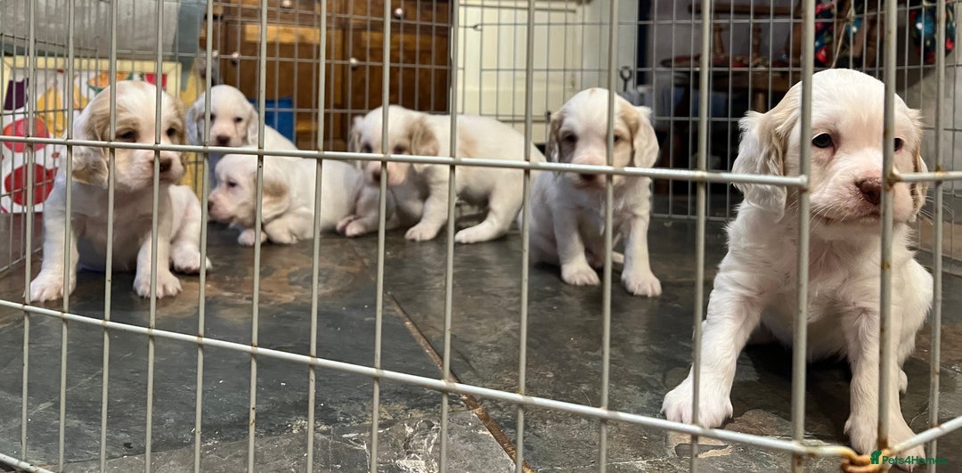 Clumber Spaniel dogs for sale: Beautiful Hybrid Clumber pups available  - Image 13