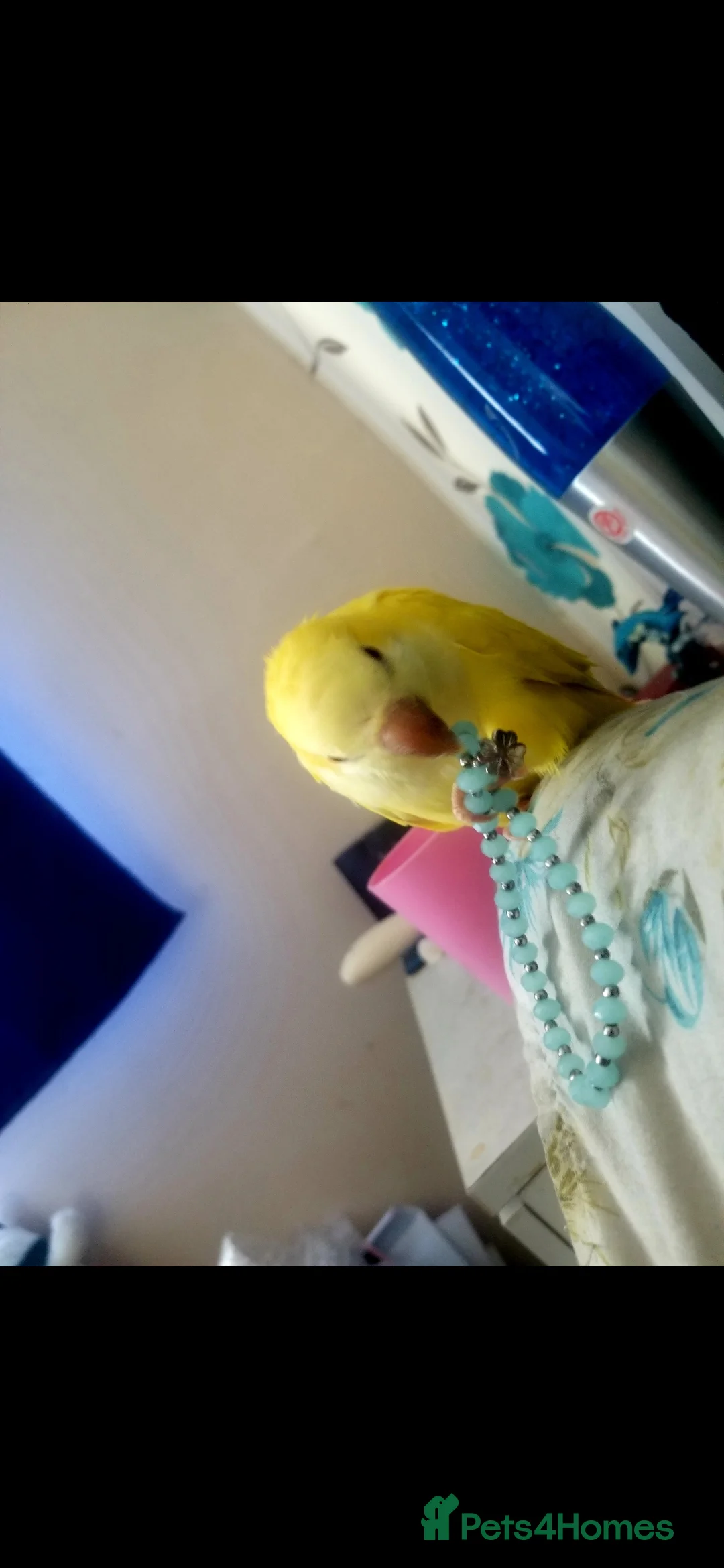 Parrots birds for sale: Male Quaver Parrot - Advert 2