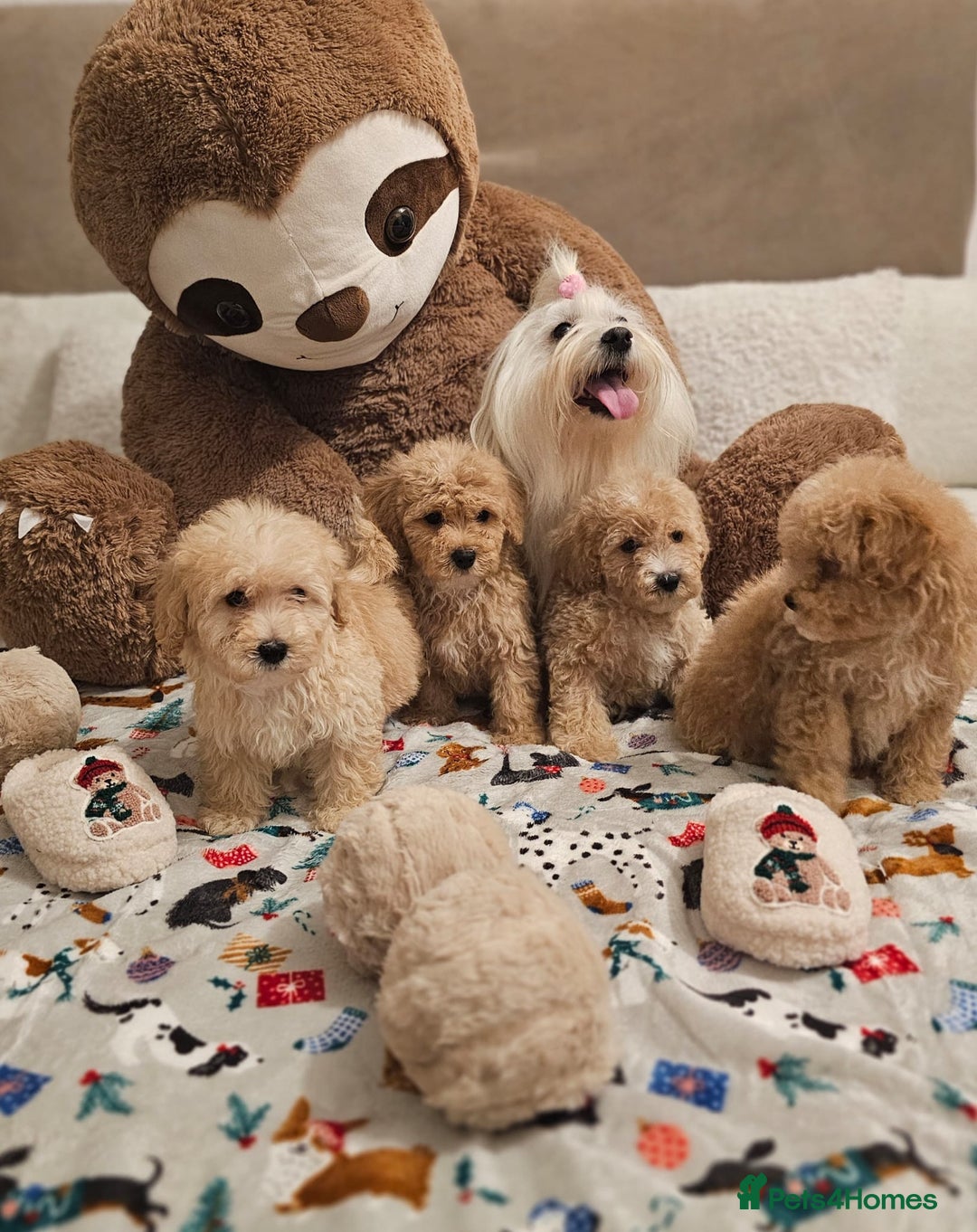 Maltipoo dogs for sale: Amazing apricot color Maltipoo puppies! - Advert 2