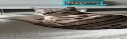 Bengal cats for stud: BengalMale for stude  - Advert 6