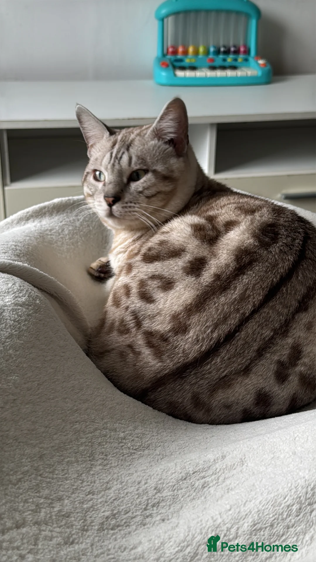 Bengal cats for stud: BengalMale for stude  - Advert 6