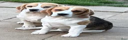 Beagle dogs for sale: Beagle Tricolour Bitch Puppies  - Advert 6