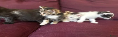 1 Tabby female with white legs