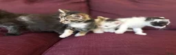 Mixed Breed cats for sale: 12 kittens available - Advert 10