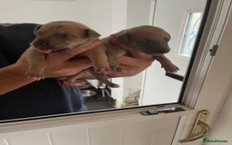 Whippet dogs for sale: KC registered Whippet pups - Image 11
