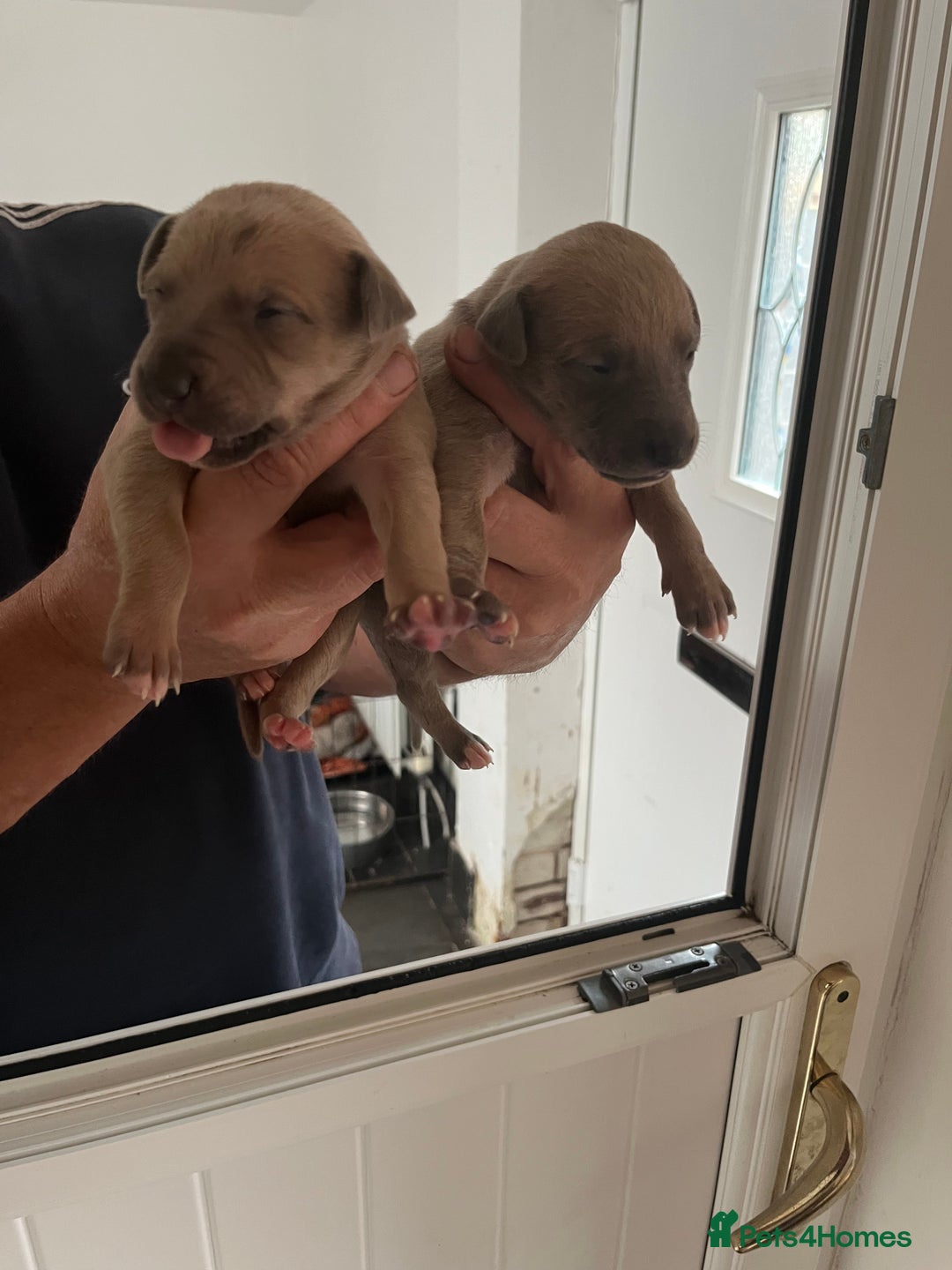 Whippet dogs for sale: KC registered Whippet pups - Image 11
