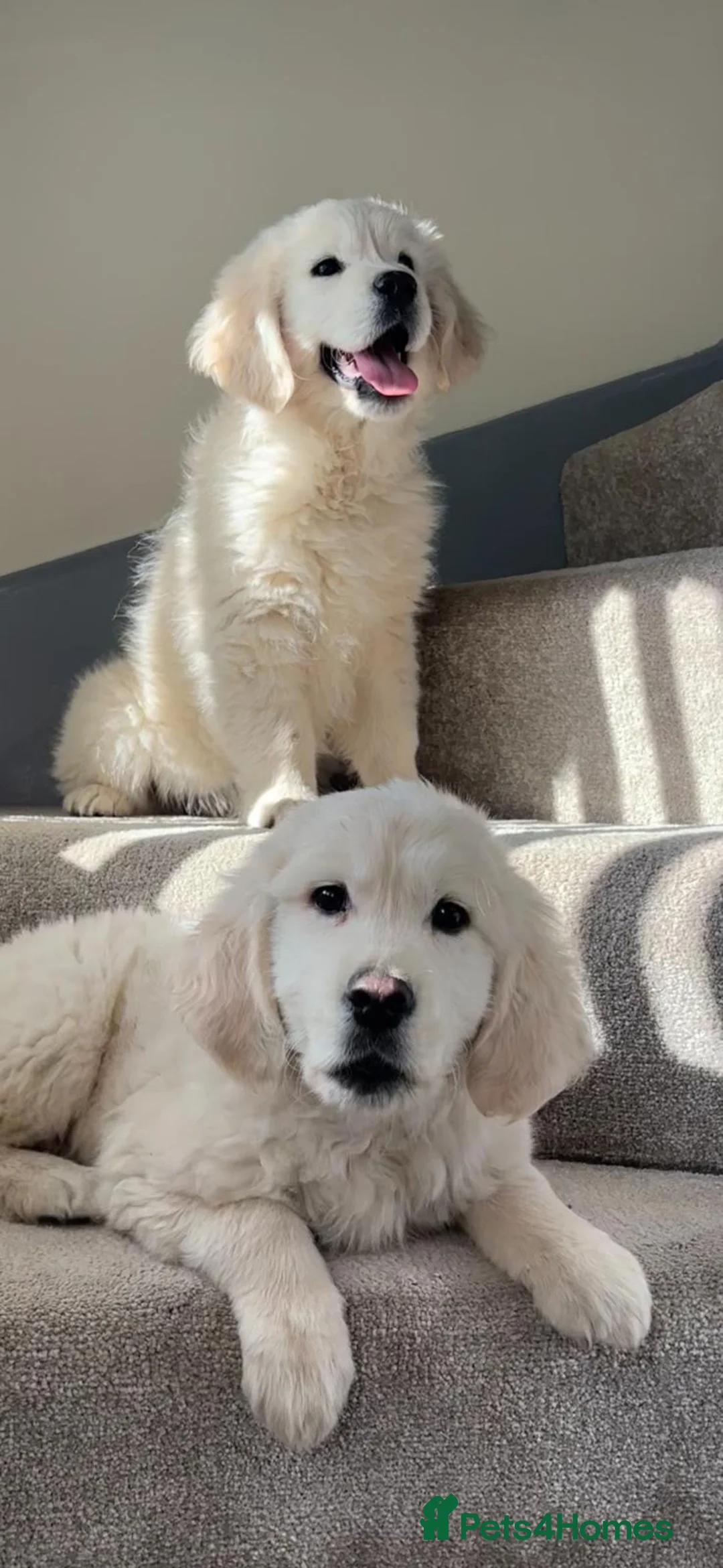 Golden Retriever dogs for sale: 3 outstanding golden retriever puppies  in Middlesbrough - Advert 1