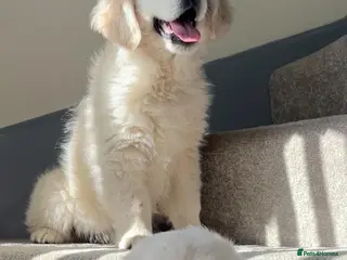 Golden Retriever dogs 3 outstanding golden retriever puppies - Advert 1